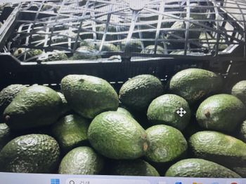 Fresh Avocado Hass Mexico origin
