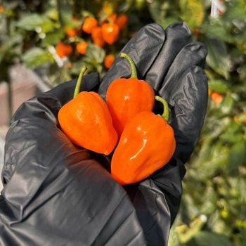 Fresh Habanero and Green Pepper Premium Grade New Crop - MFD AGRICULTURE LTD - United Kingdom