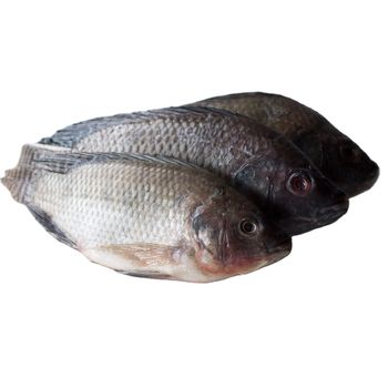 High grade frozen whole black tilapia origin Vietnam - TANIS IMPORT & EXPORT COMPANY LIMITED - Vietnam