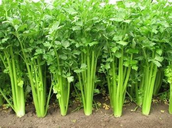 Celery - AGROCARTE EXIM ENTERPRISES PVT LTD - India