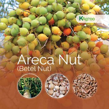 Betel Nut Grade 80/20 Packaging Polybag Shelf Life 2 - KAgroo Exports and Plantations Pvt Ltd - Sri Lanka