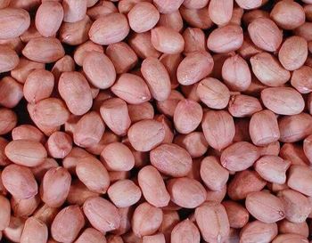 Peanut Kernels Premium Quality Available At Discount Price For Wholesale Buyers  Natural Peanut Kernels Large Quantity - MASI TRADING GMBH - Germany