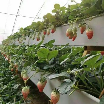 Singlespan Greenhouses for Strawberry Growing Strawberry Container Farm - G AND N FORTUNE LIMITED - China