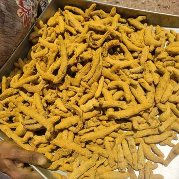 Turmeric finger (Double polished) from Siva Agro Goods Turmeric finger (Double polished) - Siva Agro Goods - India