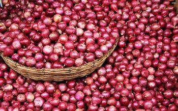 Onion from SV exporter Onion – product photo, Onion products found from trusted suppliers, wholesalers, manufacturers & exporters Listing