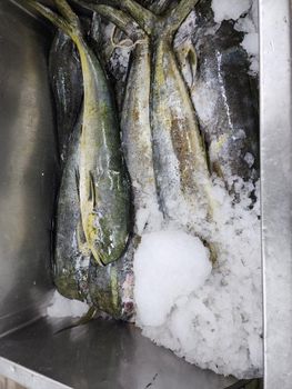 Seafood – product photo, Seafood products found from trusted suppliers, wholesalers, manufacturers & exporters Listing