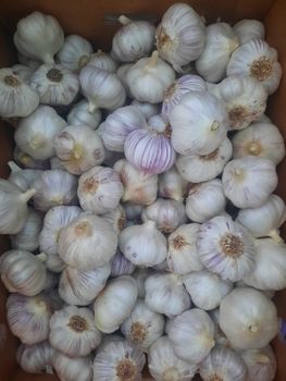 Fresh Garlic – product photo, Fresh Black Garlic products found from trusted suppliers, wholesalers, manufacturers & exporters Listing