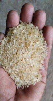 Agricultural Raw Materials Taste Subtle Color Golden-yellow Aroma Mild To Neutral Moisture Content 13–14% Grain Type Long And - PARK ENTERPRISES - India
