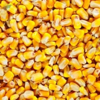 Corn (Maize)