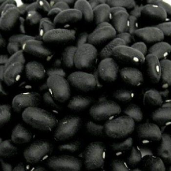 Black Beans Best Price,Black Kidney Beans / Black Beans - VERTEX TRADING LIMITED - United Kingdom