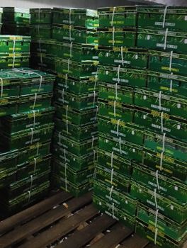 Fresh G4 Green Chilli – Indian Hybrid | Gujarat Origin | 3.8 KG Net / 4.4 KG Gross per Box | Premium Quality - Axilion Exim Private Limited - India