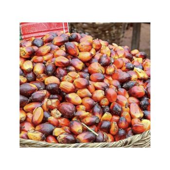 Palm nuts bulk supply wholesale cheap price premium quality kernels - AMAC GOLD AND DIAMOND METALS SUPPLIER - Germany