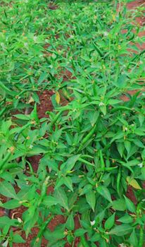 Green fresh chilly - Naseb farm limited - Kenya