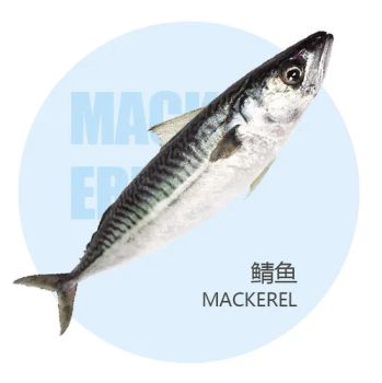 200-300g Frozen Pacific Mackerel Small Size Commercial Fresh Delivery - Shishi Zhengyuan Aquatic Product Science&Technology Development Co., Ltd. - China