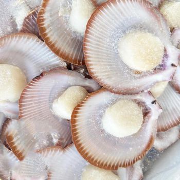 Bulk Frozen Queen Scallops High Quality Natural Taste Fresh and Tender IQF Processed Seafood Ideal for Export and Wholesale Buyers - PILOTEXPORT IMPORT AND EXPORT LTD - South Africa