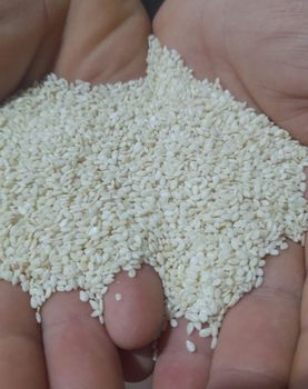 Hulled Sesame Seeds - SOURCE GLOBAL TRADING GROUP - South Africa