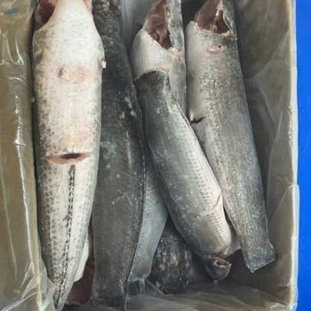Frozen Snakehead Fish -  Huvy Export Import Co., Ltd.  - Vietnam