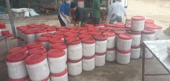 Salted baby shrimp Salt Content - Haithinh - Vietnam