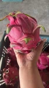 FRESH DRAGON FRUITS Type CIF Color Vibrant Texture Firm And Juicy Flavor Sweet With Unique Flavor Chemical Use No Harmful Chemicals - malter group - Tanzania