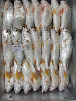 Fresh Frozen Yellow Croaker Fish – product photo, Frozen Basa Fish products found from trusted suppliers, wholesalers, manufacturers & exporters Listing