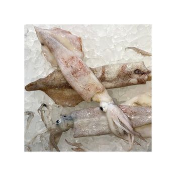 Frozen Fresh Illex Squid Deep Sea Selected Product Offering Reliable Freshness For International Seafood Distribution - TOSOH INTERNATIONAL - South Africa