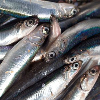 Capelin Fish Supplier Offering Custom Packaging Flexible MOQ and Reliable Shipping for International Buyers - PILOTEXPORT IMPORT AND EXPORT LTD - South Africa