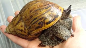 Live African Snail High Quality Farm Raised Snails For Commercial And Home Use Healthy - CPW TRADE LTD - United Kingdom