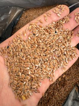 Brown flax seeds - Merxline - Ukraine