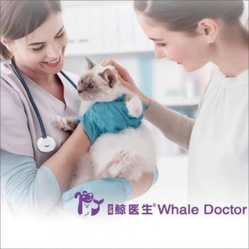 Premium Pet Dental Equipment for Safe and Effective Dental Procedures Veterinary Instruments - Globalwell Trading Co., Ltd - China