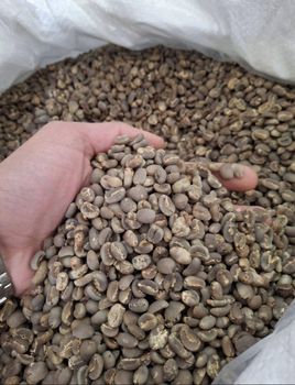 Arabica Green Coffee Bean Semi Wash Grade 1 Origin Gayo Indonesia – product photo, Organic Arabica Green Coffee products found from trusted suppliers, wholesalers, manufacturers & exporters Listing