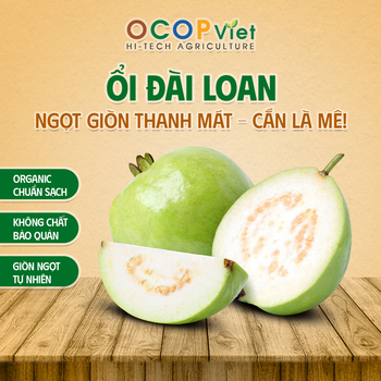 Ổi Đài Loan - Taiwan Guava Brand Name OCOP Viet Place of Origin Vietnam Packaging Details - OCOP VIET COMPANY LIMITED - Vietnam