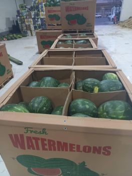fresh watermelon - SOURCE GLOBAL TRADING GROUP - South Africa