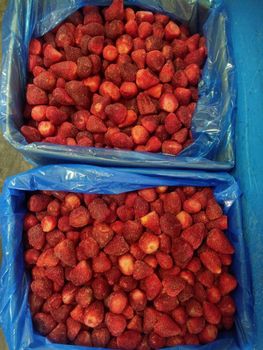 Strawberry Metal Detection Yes Country Of Origin Egypt Variety Fortuna / Festival Size 20-50mm ± 10% Tolerance Storage Condition Under -18 - ELMARWA FOR PRESERVING AND FREEZING VEGETABLES AND FRUITS - Egypt