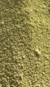 Sulfur - Grand Standard Trading - United Arab Emirates