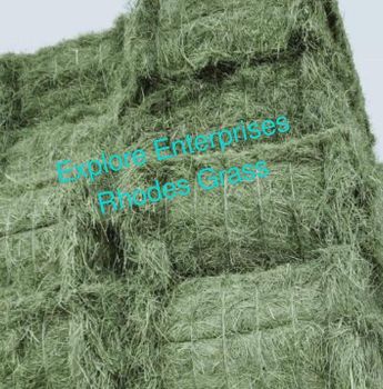 Rhodes Grass - EXPLORE ENTERPRISES - Pakistan