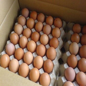 New Fresh Chicken Eggs Farmed Eggs,Table Eggs in Excellent Quality White Shell and Brown Shell - TRADECENTRIC LLC - United States
