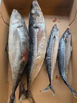 HORSE MACKREL - frozen seafood export supply cc - Namibia