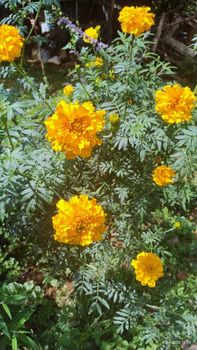 Fresh Marigold flowers Origin Kenya Features Organic - JG&son farms. - Kenya