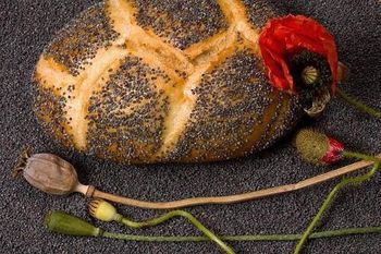 Poppy seeds - HUNGARIAN FLAVOURS LTD. - Hungary