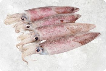 Frozen Squid Supplier From Vietnam - Food Link VN Co., LTD - Vietnam