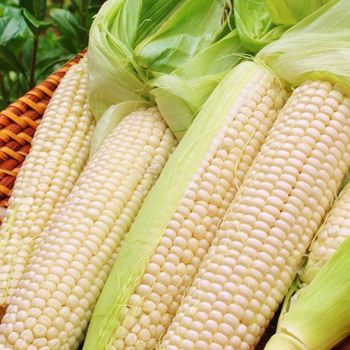 Bulk shipment White Corn prepared for overseas supply chains where White Corn supports long term sourcing - AGRO AFRIQUE COMPANY LIMITED - Tanzania