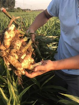 Fresh Ginger - Xuzhou Fano Agriproducts Co.,Ltd - China