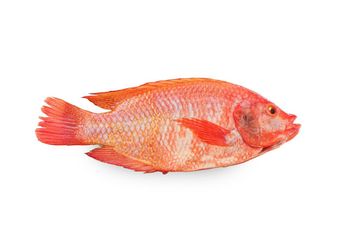 Fresh Whole Red Tilapia Flavor Mild Meat Color White Fish Type Tilapia Shelf Life 15 days Size 300 - 600 grams Skin Color Bright Red - Tilapez S.L. - Spain