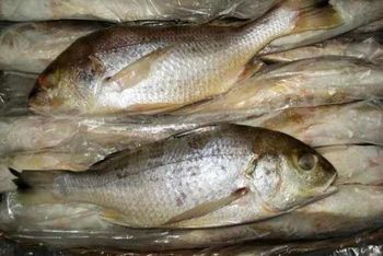 Frozen White Snapper Fish Superior Quality Seafood Product Clean Cut Hygienically Processed Fresh Taste Retained Ideal F - TRADECENTRIC LLC - United States