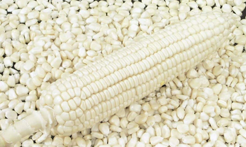 MAIZE