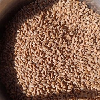 Export Quality Wheat Grain With Uniform Texture Excellent Milling Potential And Carefully Selected Crop Sources - TOSOH INTERNATIONAL - South Africa