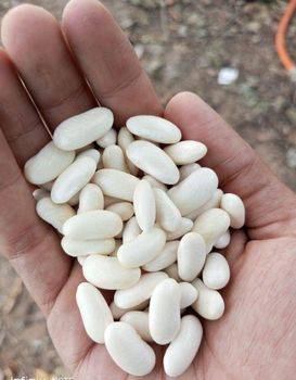 white kidney beans  – product photo, White Speckled Kidney Beans products found from trusted suppliers, wholesalers, manufacturers & exporters Listing