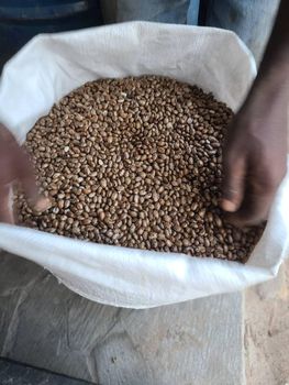 Castor beans - Dendemaro Wealth Trust - Zimbabwe
