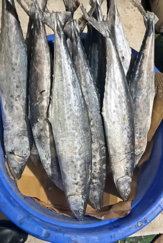 KING FISH - HIGH QUALITY Packaging Box Texture Firm, Meaty Flavor Rich, Distinctive Harvest Location Clean Tropical Waters - PT Savya Coco Provita - Indonesia