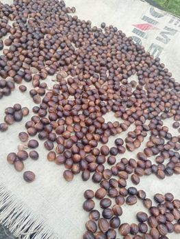 Nutmegs Form Dried Seed Grade A, Grade A Origin North Sulawesi, Indonesia - PT Rams Log Indonesia - Indonesia
